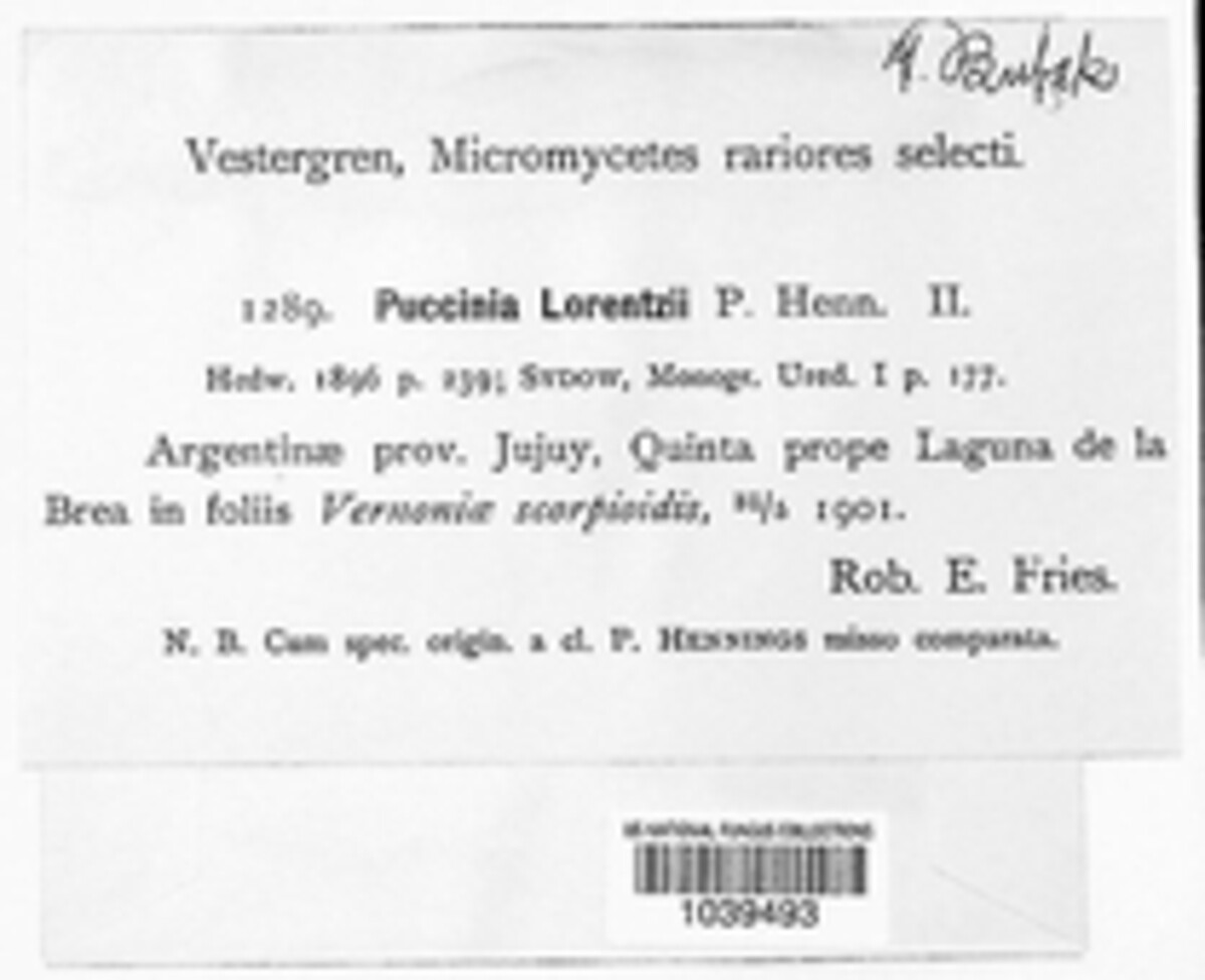 Puccinia lorentzii image